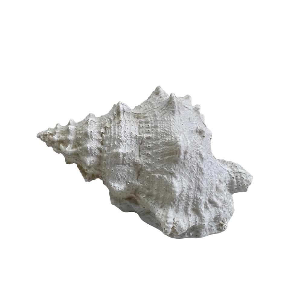 Lamparita a pilas Caracola blanca 19x11cm